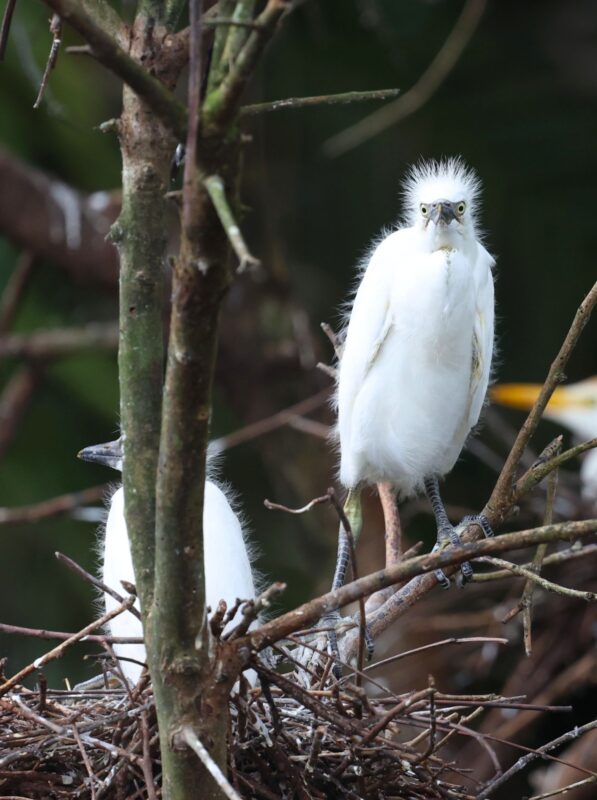 Garcilla Bueyera en Costa Rica. Foto: Mauricio Aguilar.