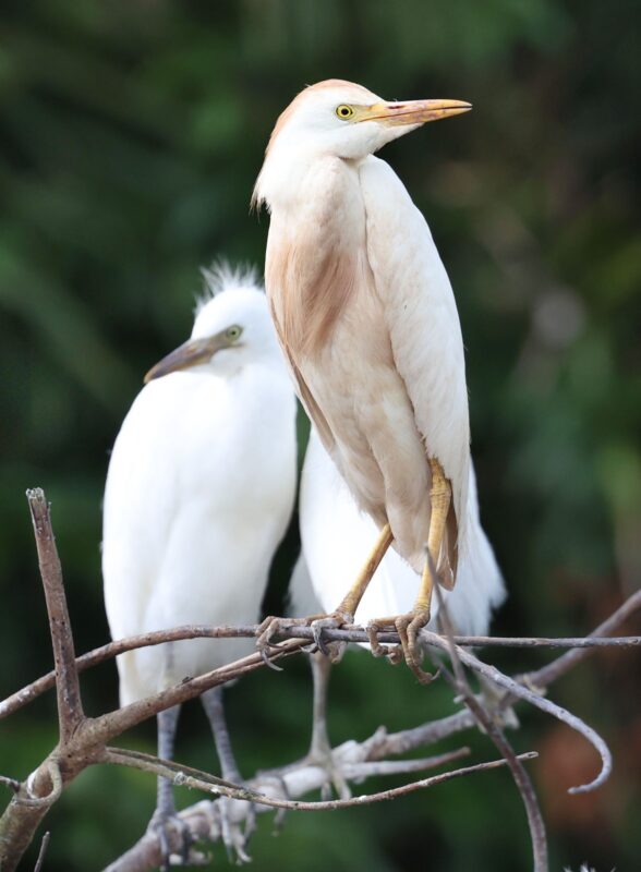 Garcilla Bueyera en Costa Rica. Foto: Mauricio Aguilar.