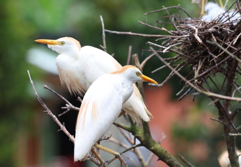 Garcilla Bueyera en Costa Rica. Foto: Mauricio Aguilar.