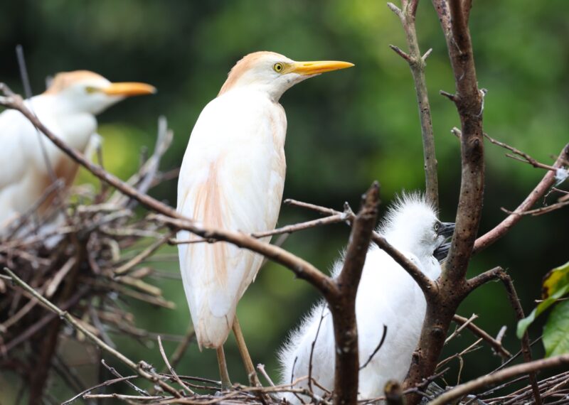 Garcilla Bueyera en Costa Rica. Foto: Mauricio Aguilar.