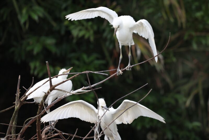 Garcilla Bueyera en Costa Rica. Foto: Mauricio Aguilar.