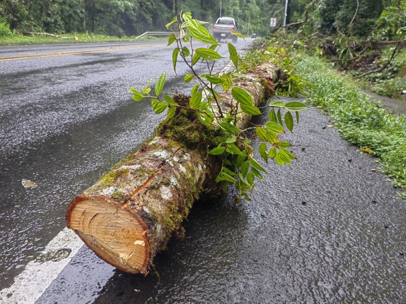 Este fue el árbol que cayó sobre motorizado