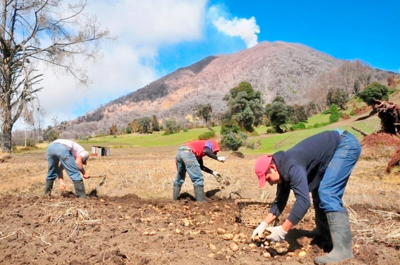 El sector agropecuario acumula 8 meses en contracción.
