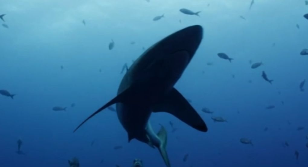 Tiburón mata a hombre en el noreste de Australia