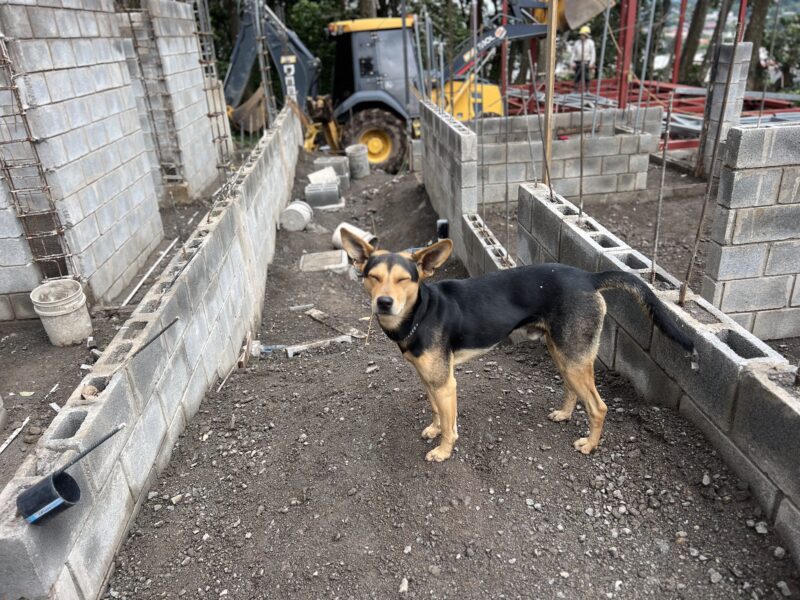 Proyecto Centro de Bienestar Animal. Foto: cortesía Municipalidad de La Unión.