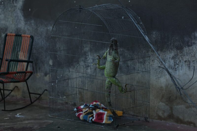 Iguana decomisada. Foto: Wilbert Hernández.