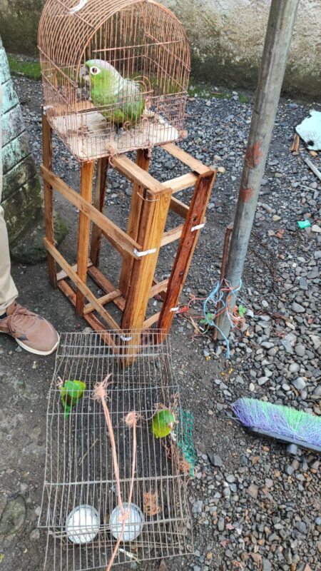 Agentes encontraron 2 pericos y una lora en la vivienda. Foto: OIJ.