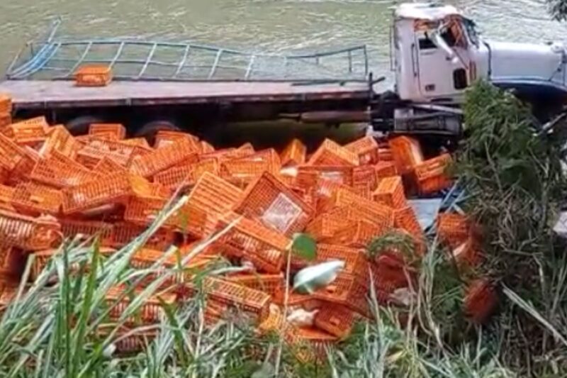 Camión de carga pesada cayó al río con el cargamento de pollos.