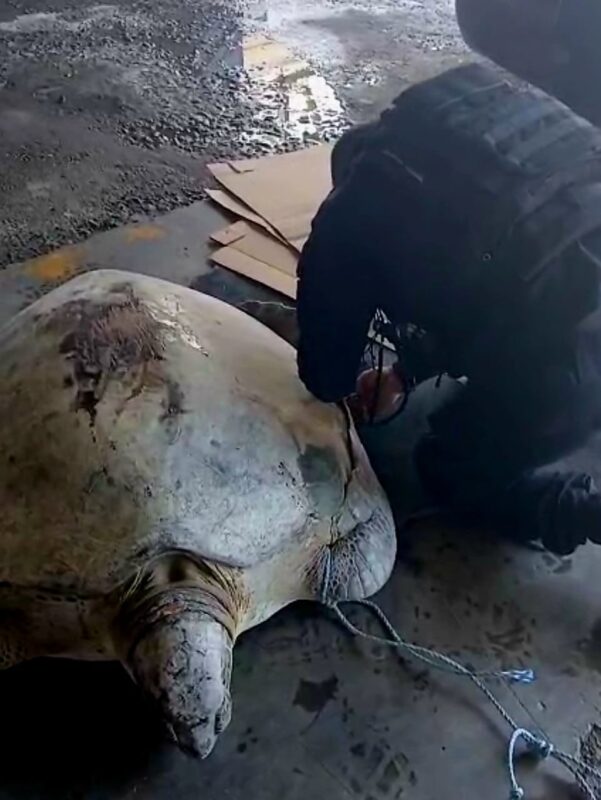 Tortuga rescatada. Foto: MSP.