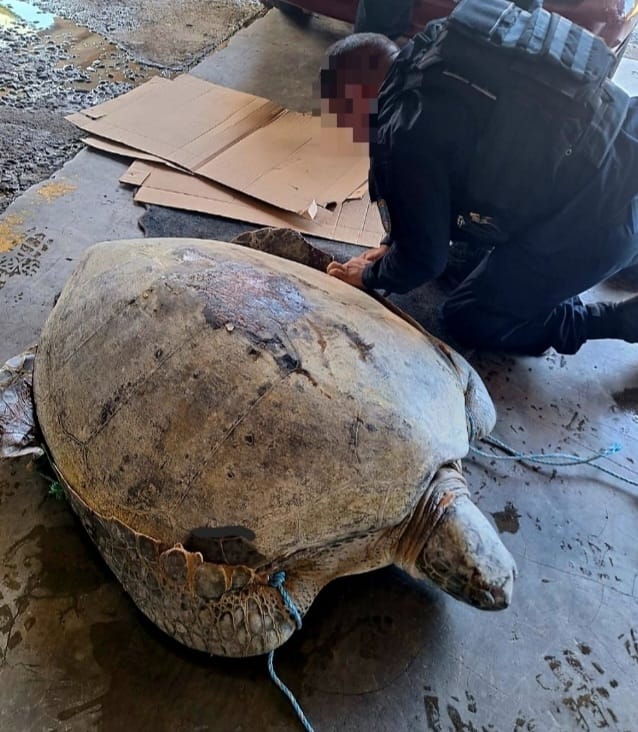Tortuga rescatada. Foto: MSP.
