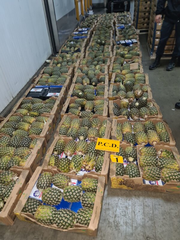 Droga oculta en cajas con piña. Foto: MSP.