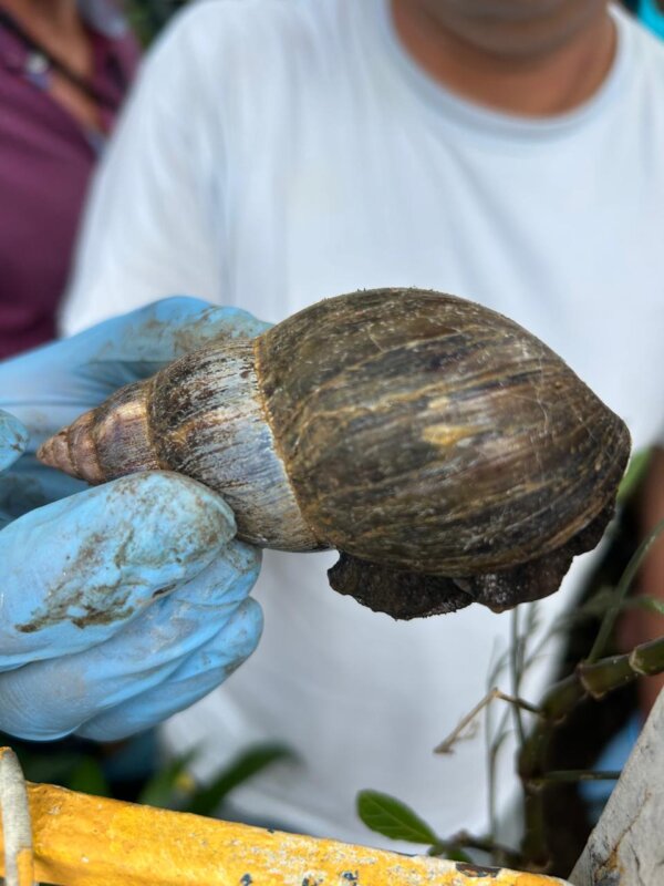 Caracol gigante africano. Foto: MAG.