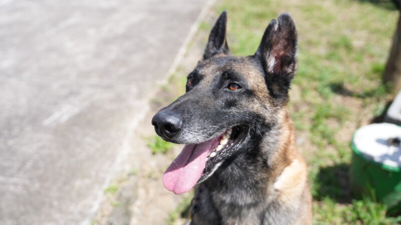 Orco, formó parte de la unidad canina de la Policía Municipal de San José. Foto: Sianny Barrantes.