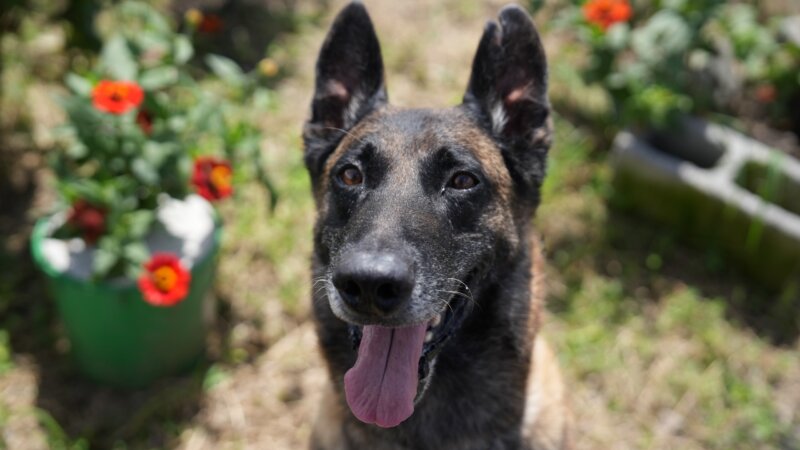 Orco, es un Pastor Belga Malinois. Foto: Sianny Barrantes.