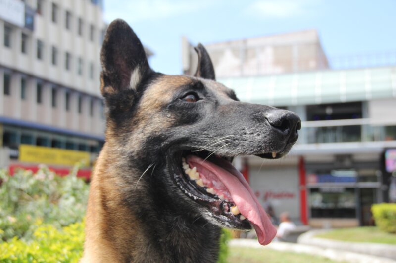 Orco, formó parte de la unidad canina de la Policía Municipal de San José. Foto: Sianny Barrantes.