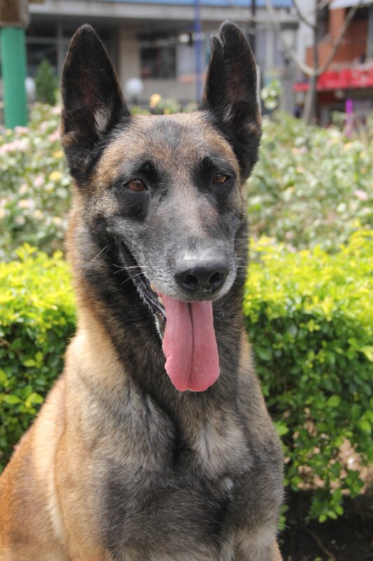 Orco, formó parte de la unidad canina de la Policía Municipal de San José. Foto: Sianny Barrantes.