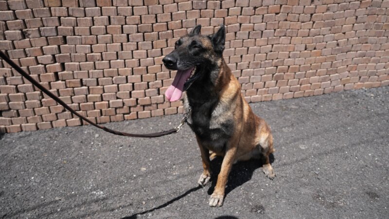 Orco, formó parte de la unidad canina de la Policía Municipal de San José. Foto: Sianny Barrantes.