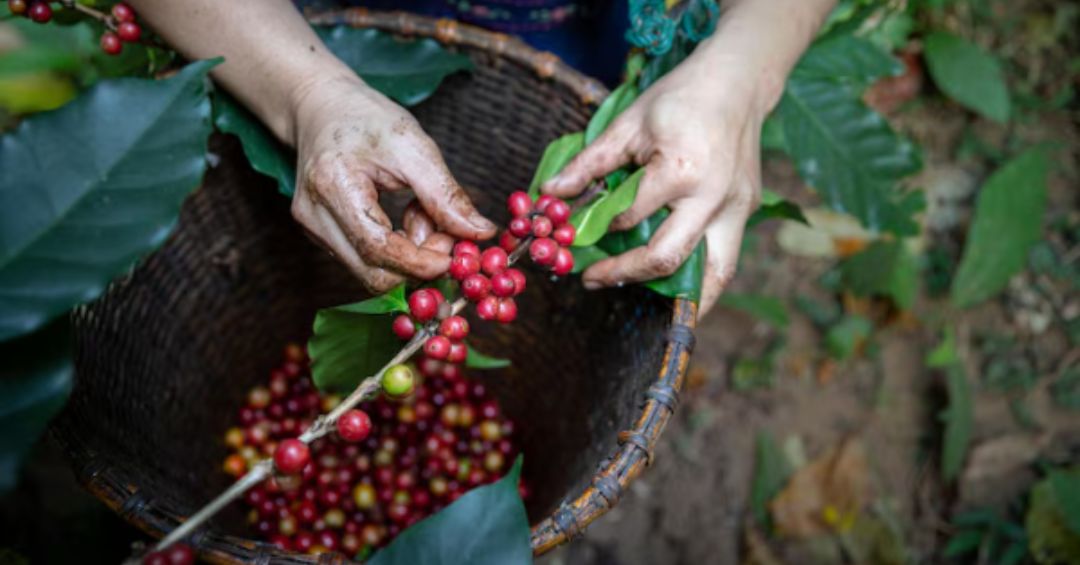 INS pagó ¢266 millones a productores agrícolas por