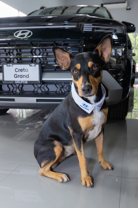 Perrita callejera se integró a la dinámica laboral de Hyundai. Foto: cortesía.
