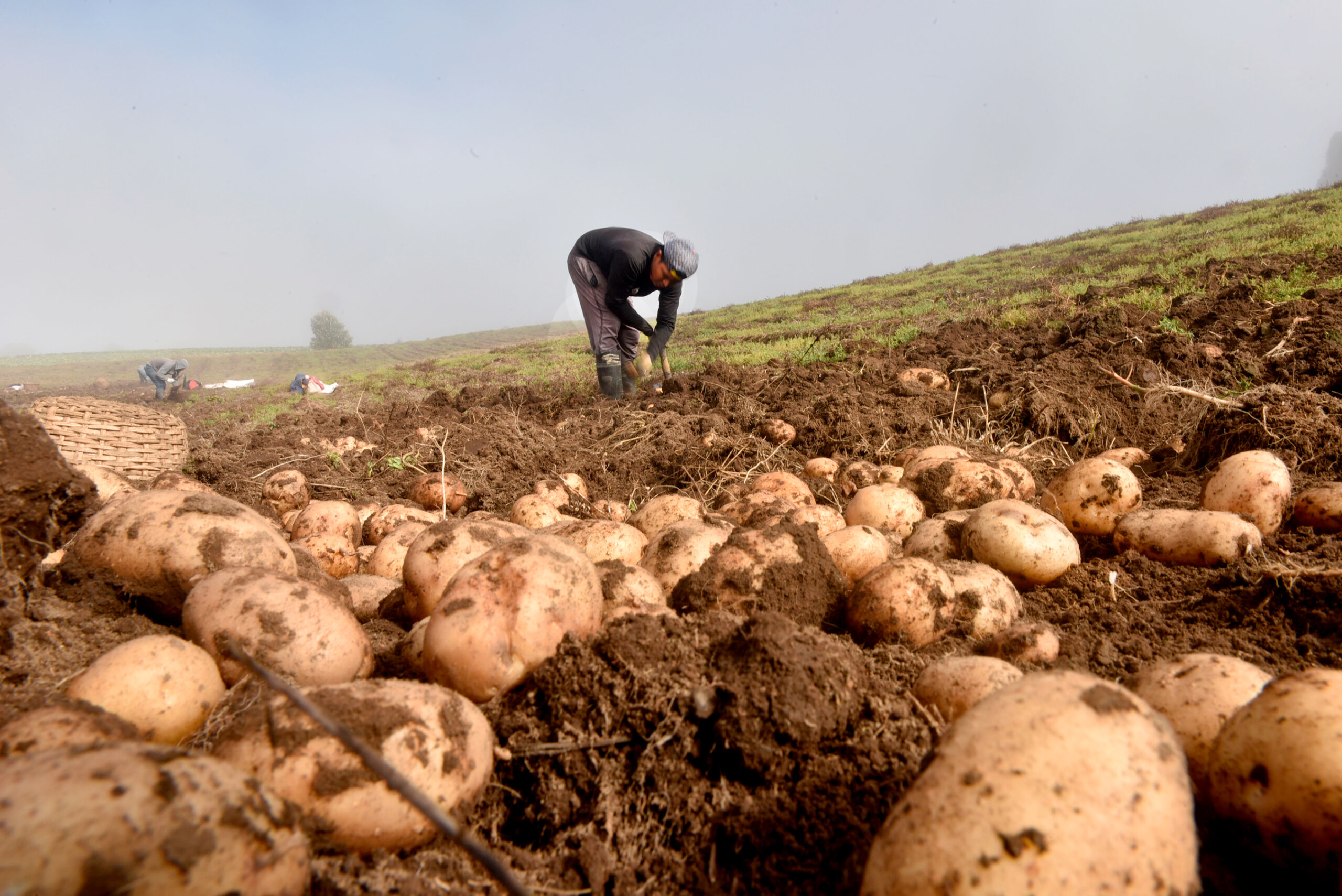 “El Niño” dejaría pérdidas a agricultores cartagineses advierte regidor