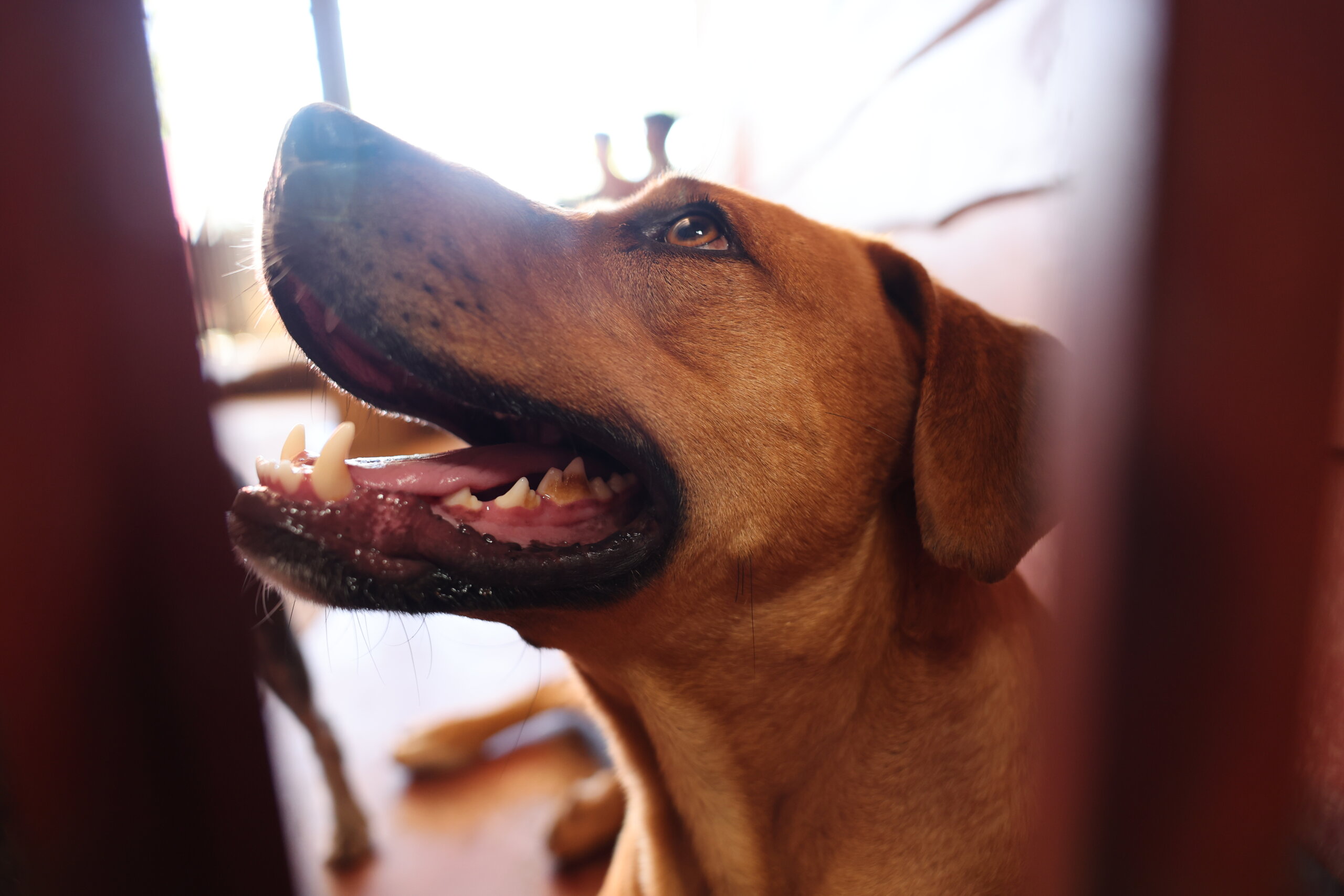 ¿Qué implicaciones legales hay si mi perro ataca a una persona?