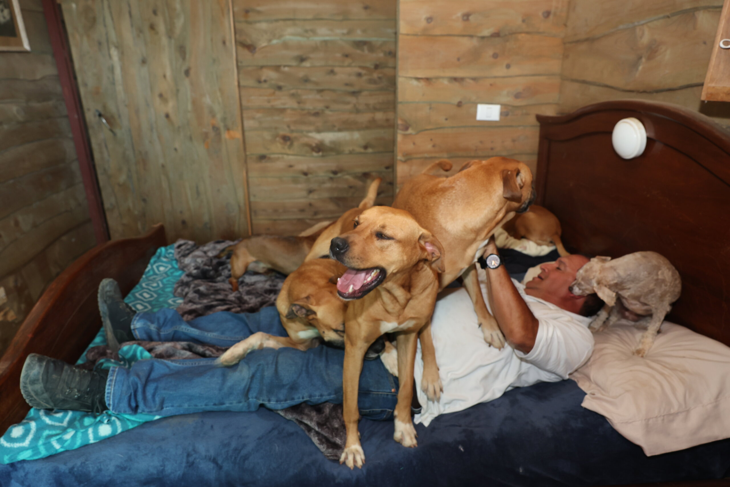 Fotoperiodismo: Así viven más de 60 perros junto a un sacerdote