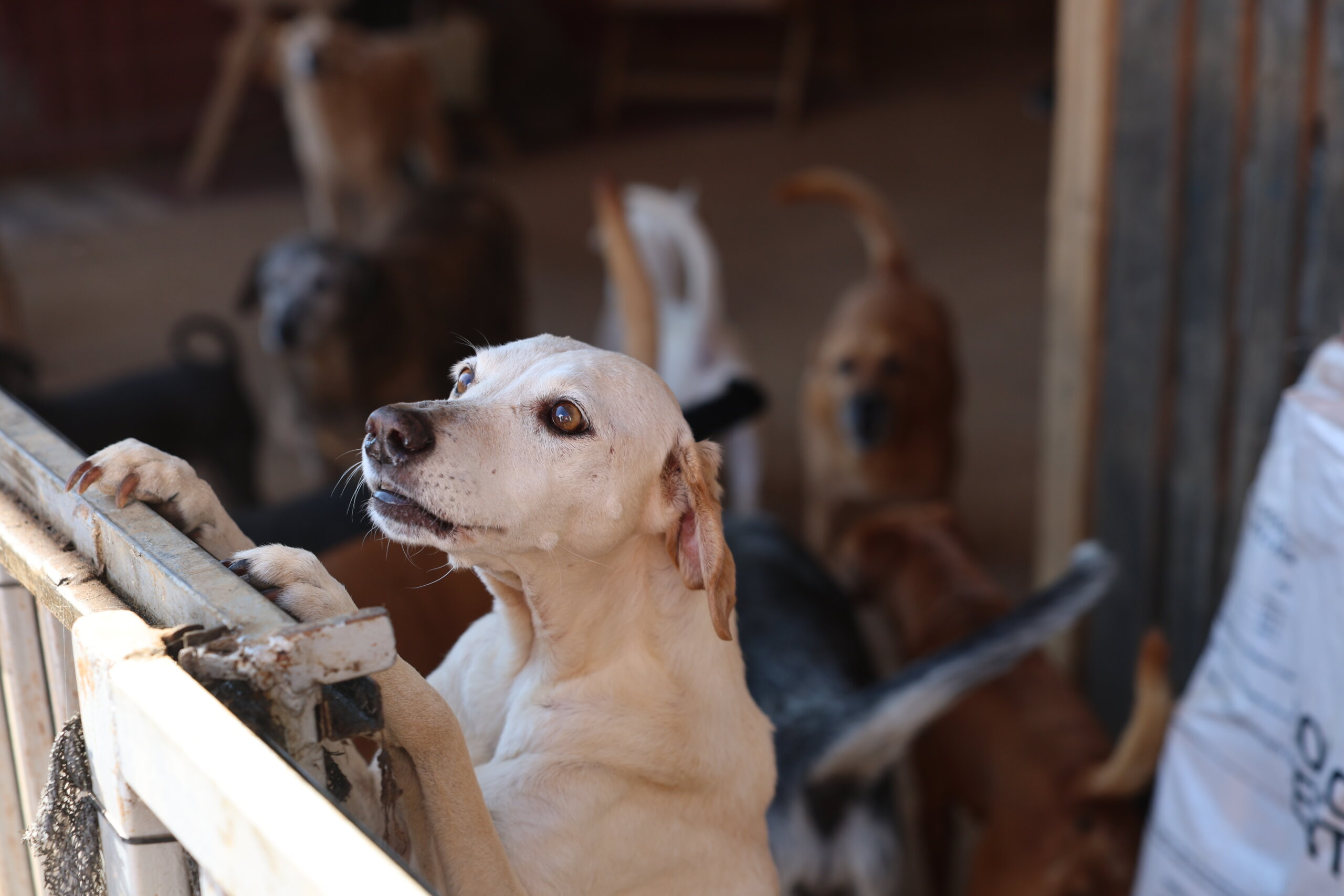 ¿Necesita castrar a sus mascotas? Universidad tendrá jornada en Heredia