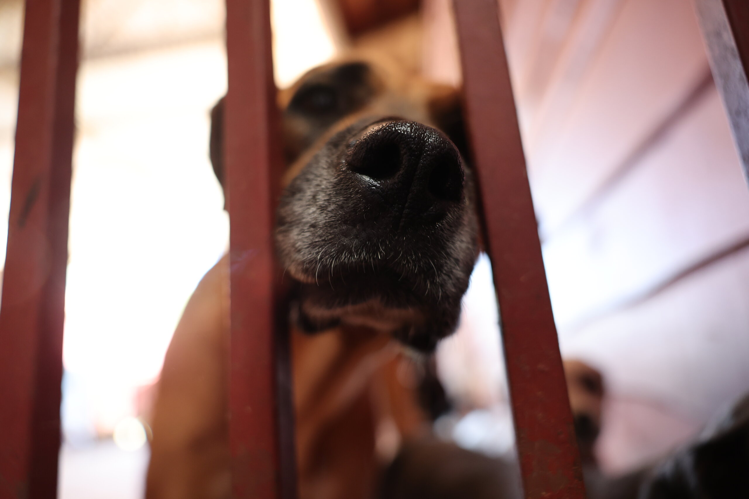 SENASA confirma 2 muertes por ataques de perros en lo que va del año