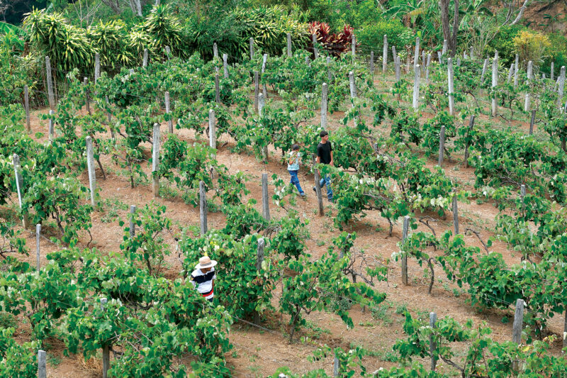 Campesino rompe esquemas y cosecha uvas en Acosta