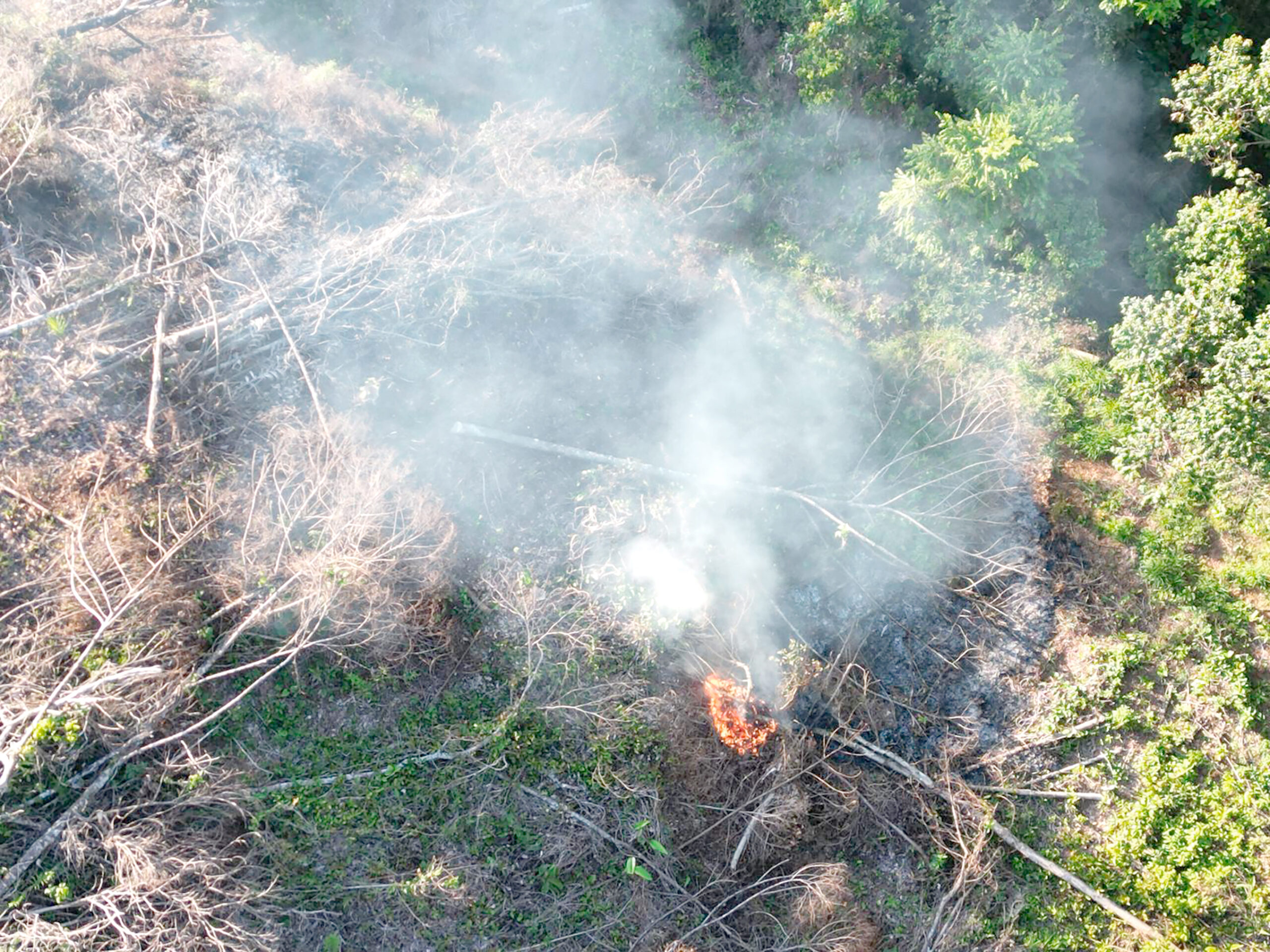 Tala ilegal en Sarapiquí: reunión con autoridades define nueva solución