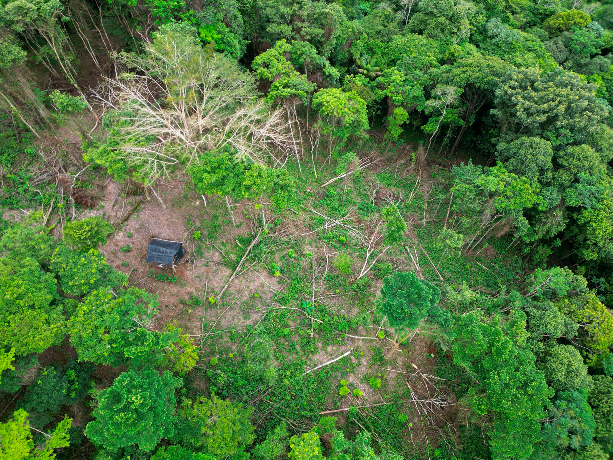 Tala ilegal destroza selva primaria en La Guaria de Sarapiquí