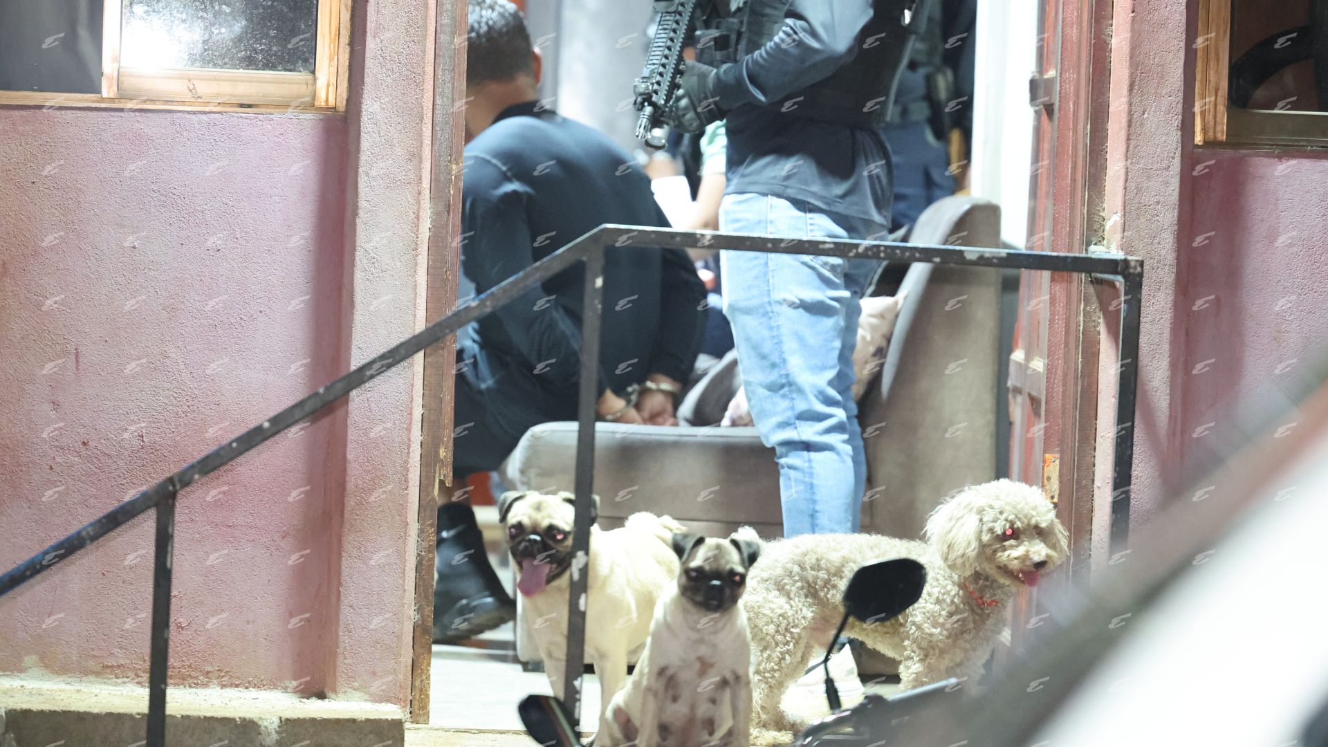 Perros pug se robaron el show en allanamiento de la DEA, FBI y PCD