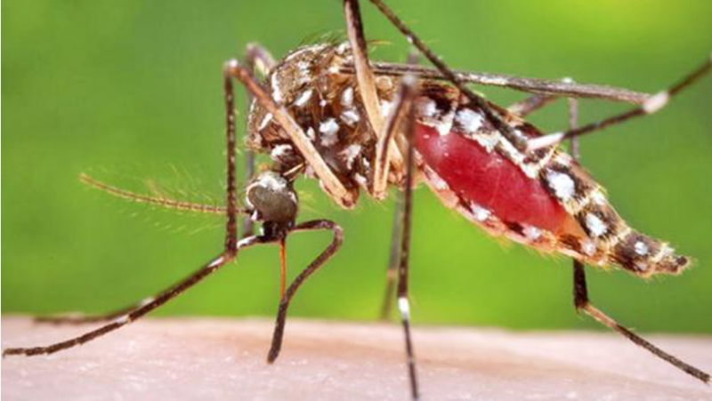 Chikungunya reaparece: ya son tres casos en 2026