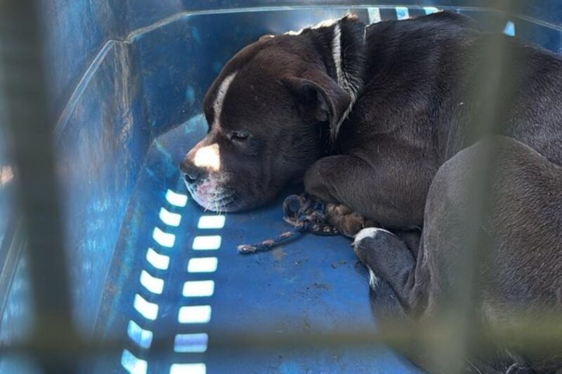 Perro mató a un adulto mayor en Moravia. Foto: Marisol Abarca.