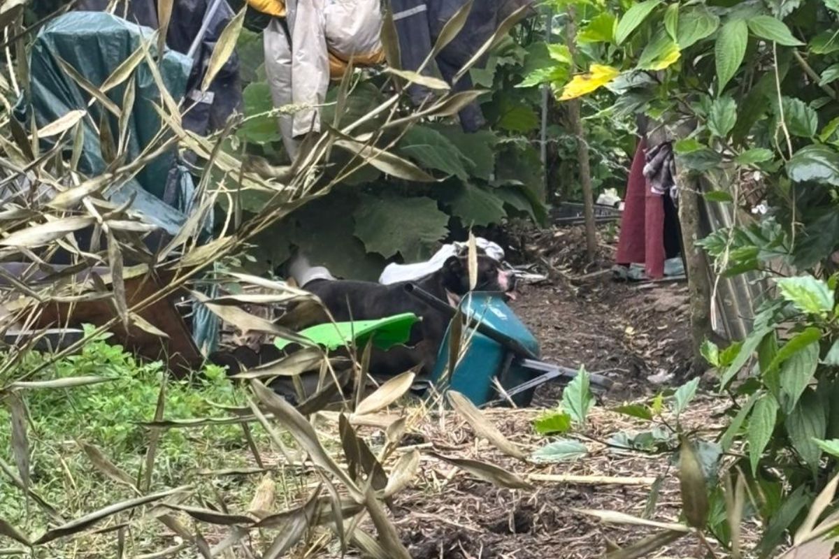 Perro involucrado en mortal ataque pertenece al hijo de la víctima