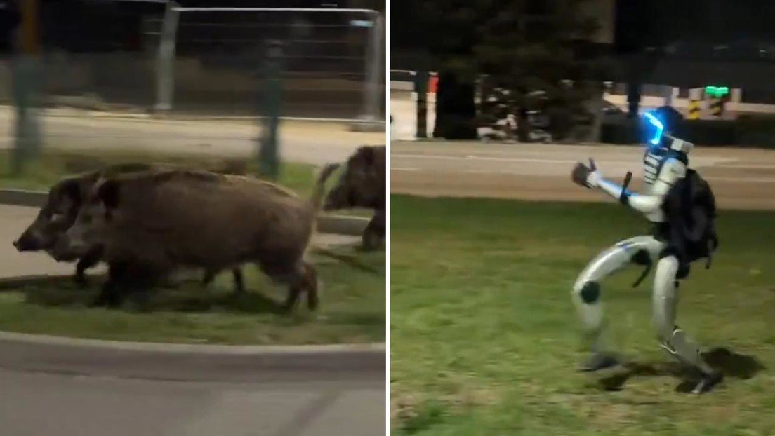 Insólito momento: Robot humanoide persigue jabalíes en plena calle