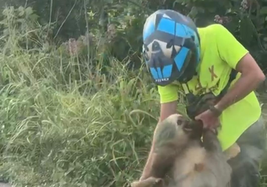 Motorizado sufre lesiones de gravedad por oso perezoso