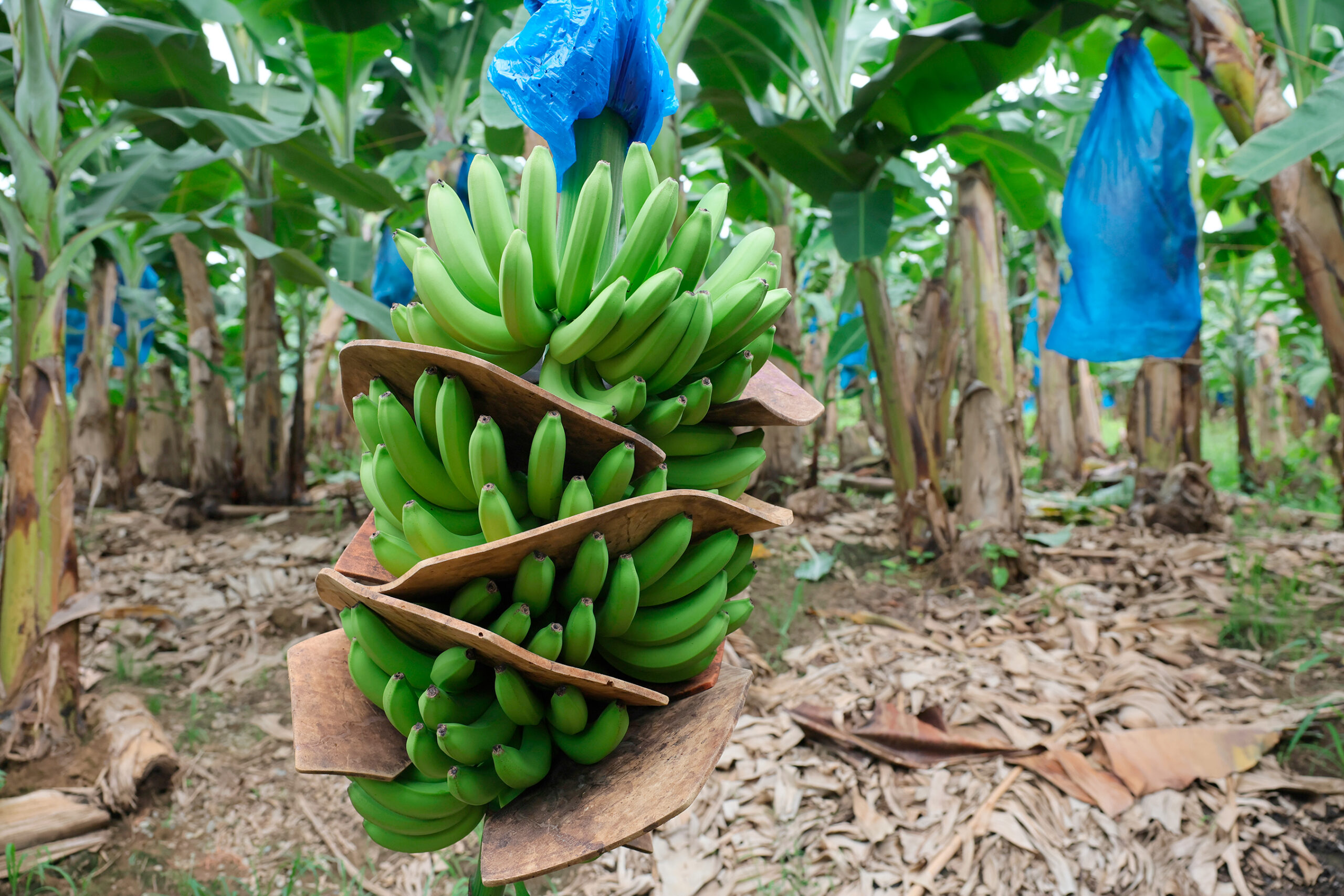 Sector bananero enfrentará climas extremos en próx