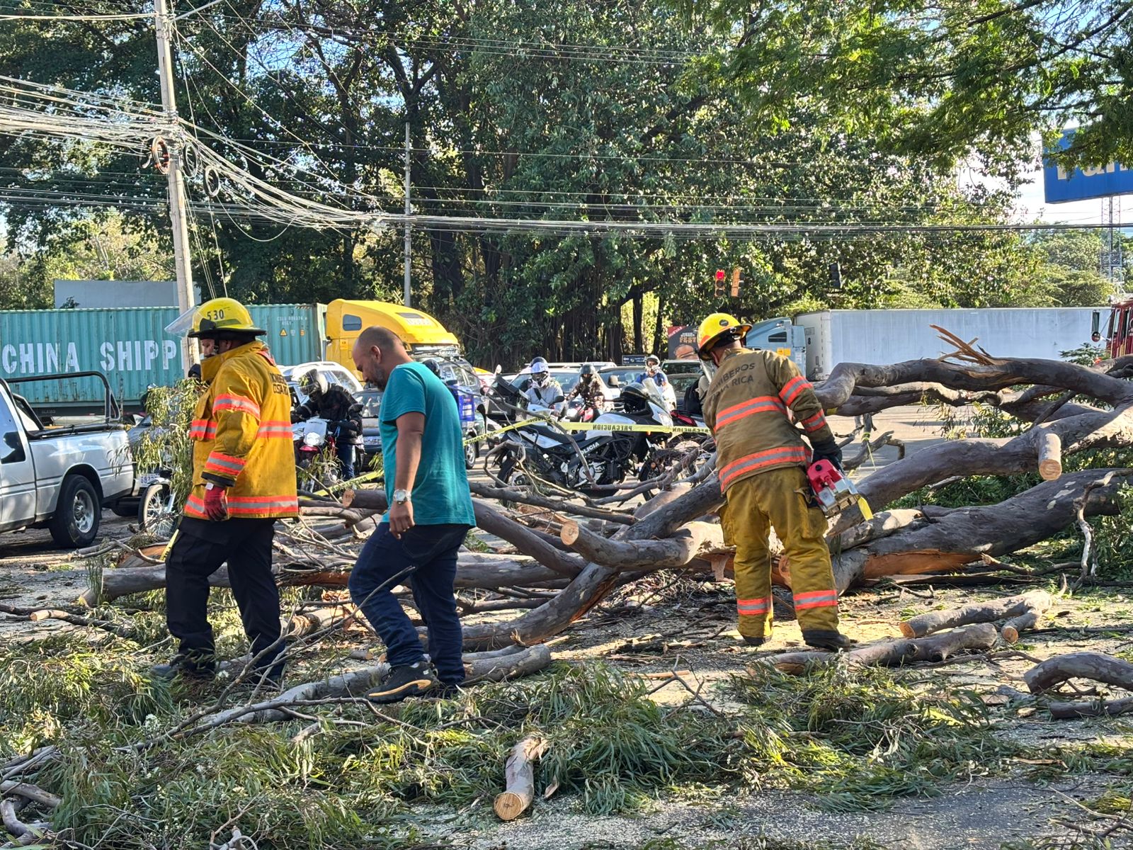 Gran árbol cae y colapsa tránsito en cruce de Panasonic