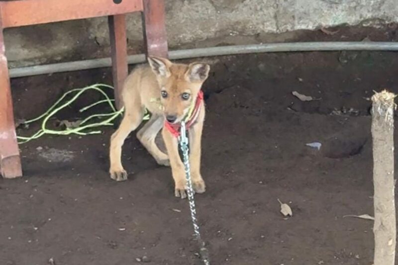 Videos: Decomisan coyote bebé y 20 aves silvestres en Limón