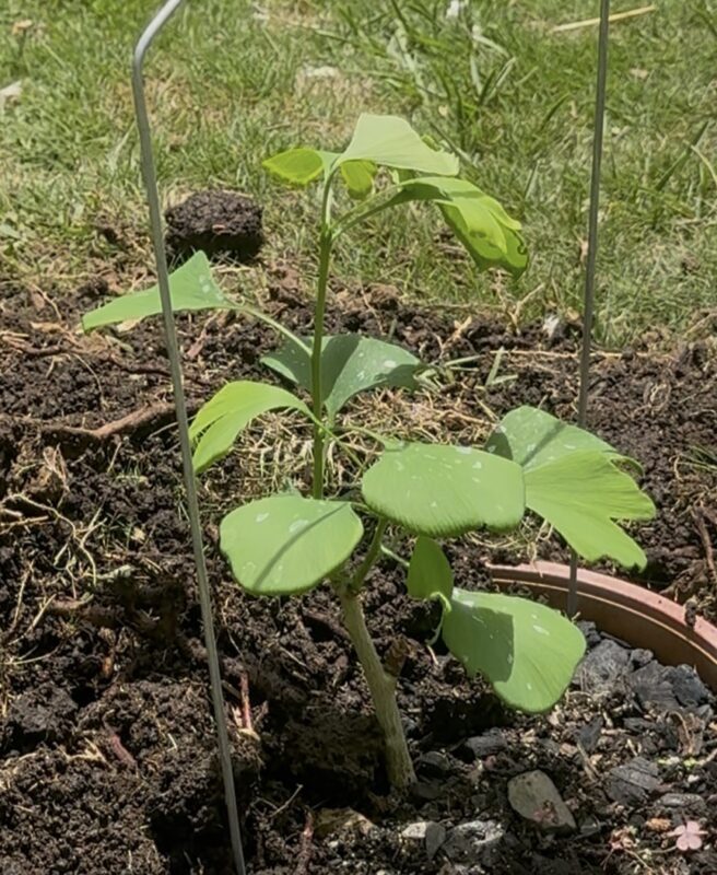Árboles que sobrevivieron a Hiroshima ahora crecen en Costa Rica