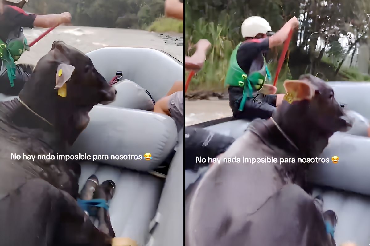 Video viral: Toro “hace rafting” sentado en balsa tras rescate