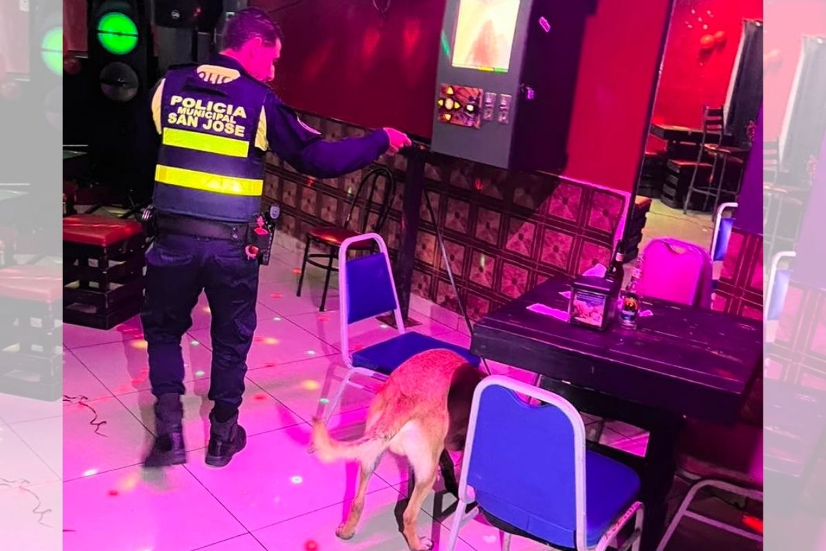 Vea la droga que decomisó la Policía Municipal en un restaurante