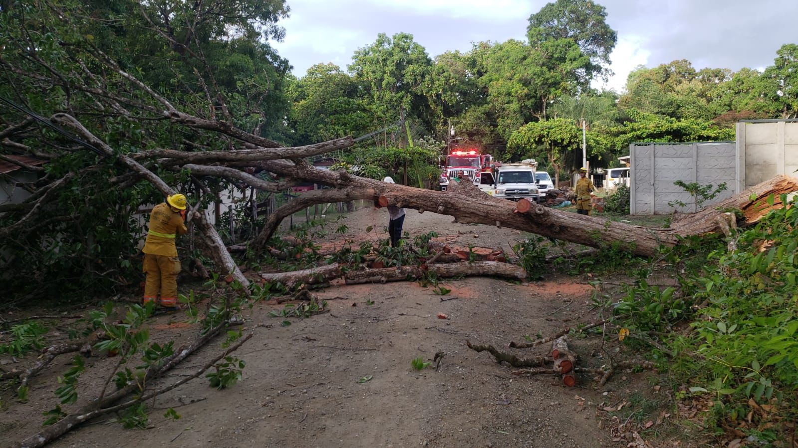 Familia se salva de milagro tras caída de árbol sobre vivienda