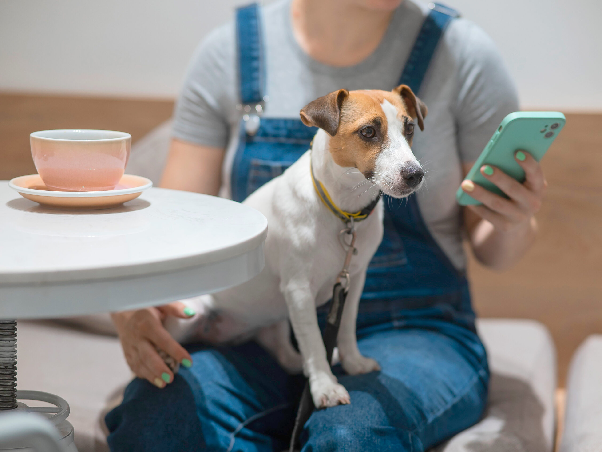 ¿Cómo usar collares inteligentes y GPS en su mascota?