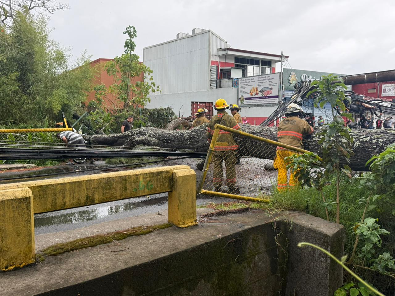 Fotos y videos: Caída de árbol mantiene vía cerrada en Concepción de La Unión