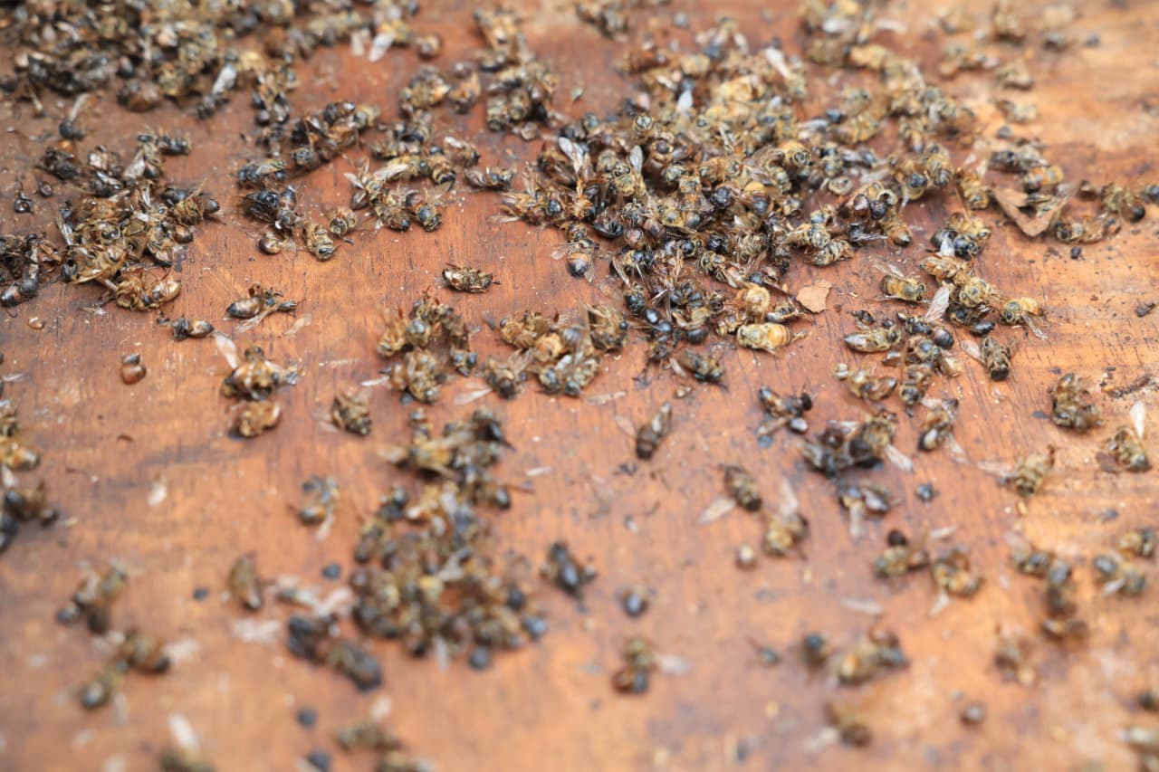 Reportan 18 millones de abejas envenenadas en el Pacífico Central