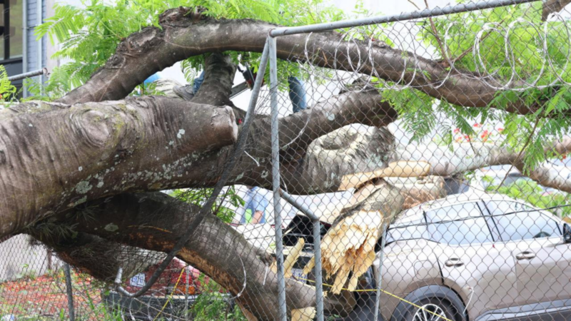 Fotos y videos: Enorme árbol cae sobre varios carros en La Sabana