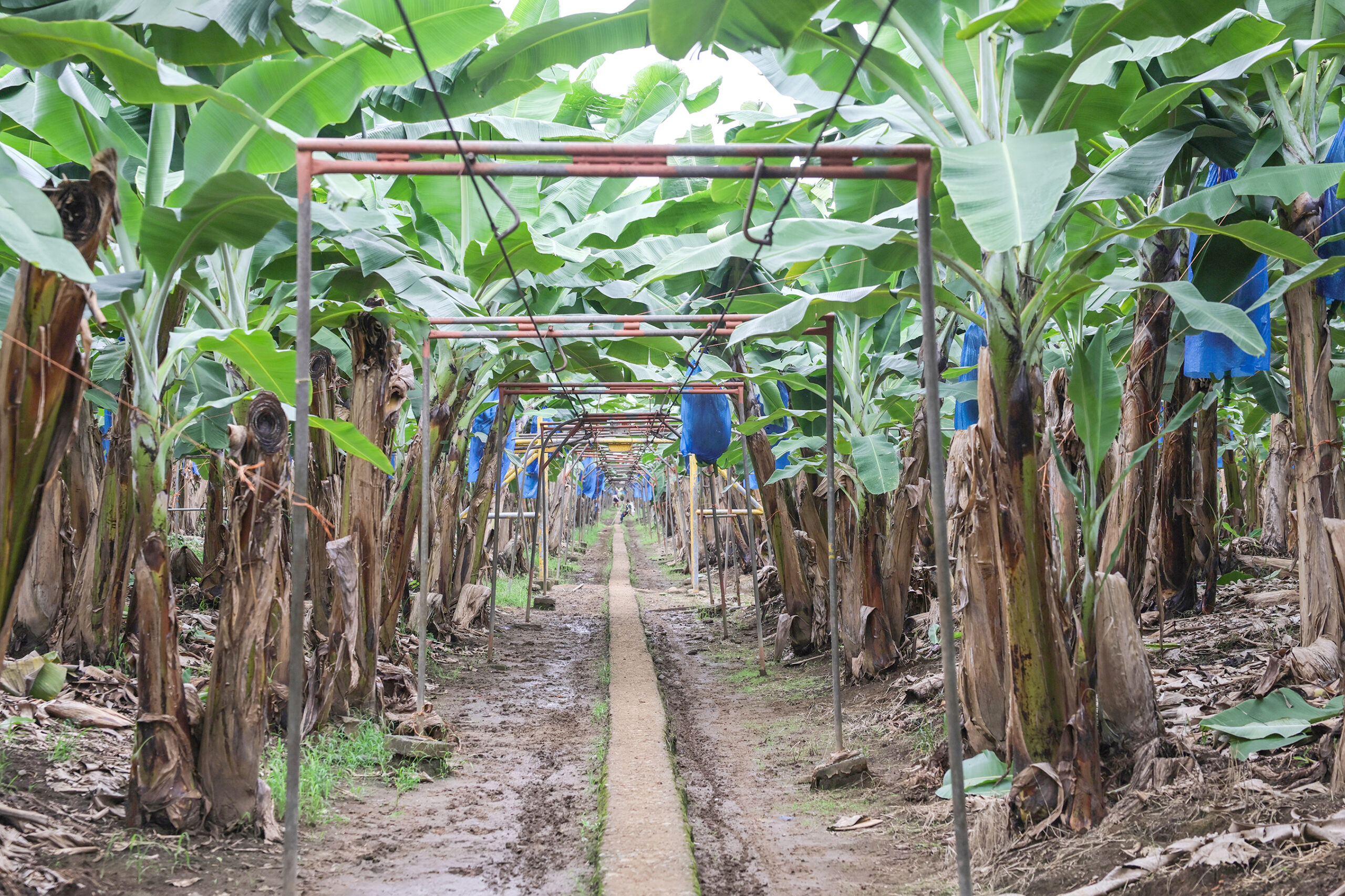 Sector bananero espera menor producción por fenóme