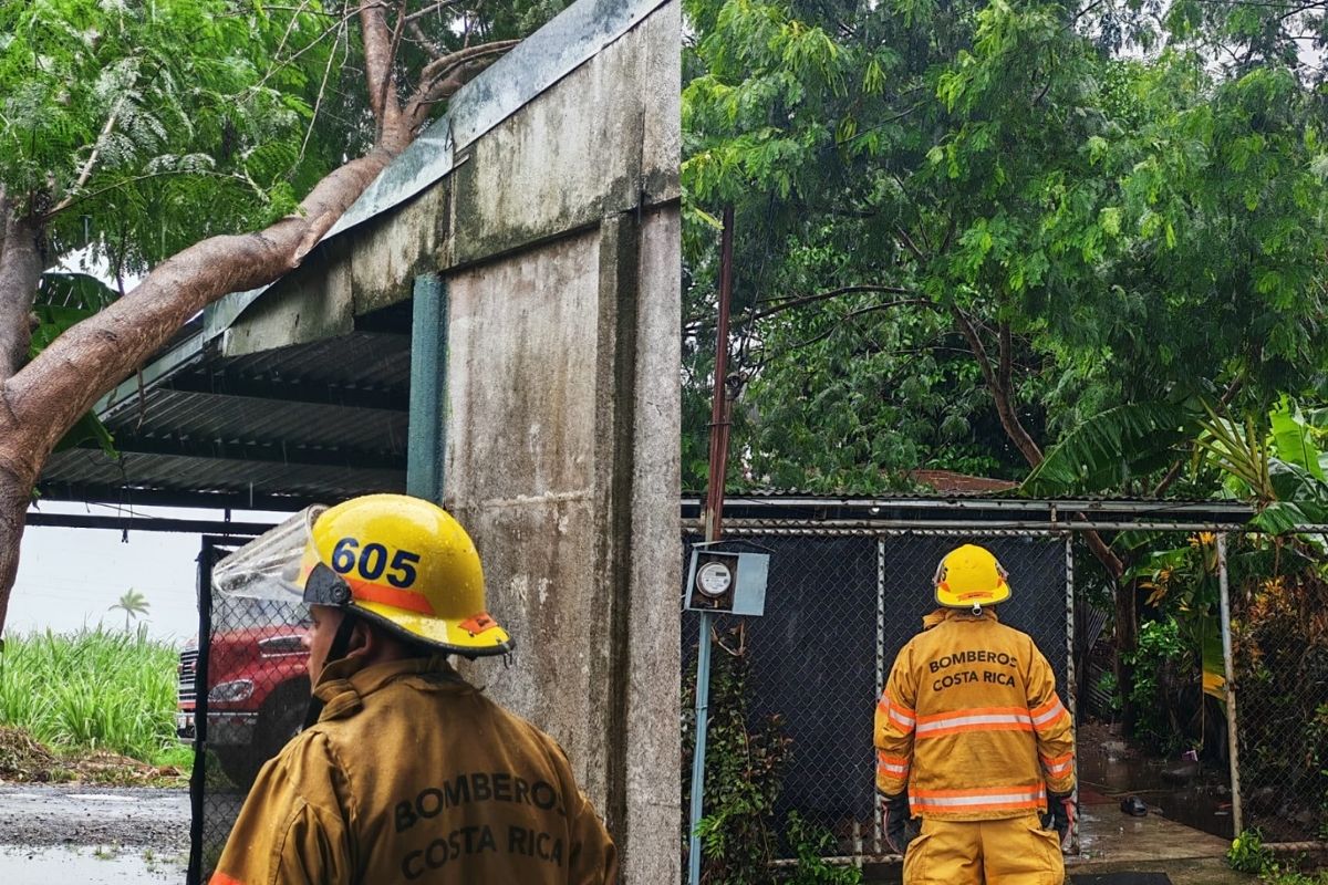 Fotos: Árbol cae sobre tendido eléctrico y casa en Puntarena